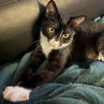 Blossom -  Domestic Short Hair Cat for Adoption in Long Beach, California - Blossom | PetCurious