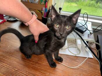 Jekyll -  Domestic Short Hair Cat for Adoption in Broomall, Pennsylvania - Jekyll | PetCurious