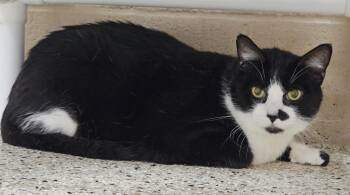 Domestic Short Hair Cats Available for Adoption - Sylvester | PetCurious