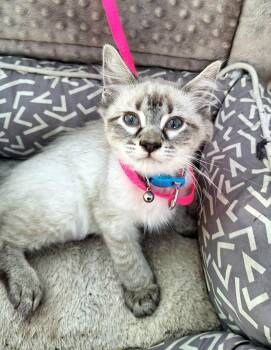 Juliska WV14487-T LOCAL Adoption Event in Woodinville 8/23 -  Siamese and Domestic Medium Hair Cat for Adoption in Missouri City, Texas - Juliska WV14487-T LOCAL Adoption Event In Woodinville 8/23 | PetCurious