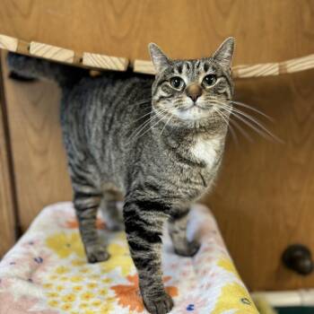 Anya -  Domestic Short Hair Cat for Adoption in Fargo, North Dakota - Anya | PetCurious
