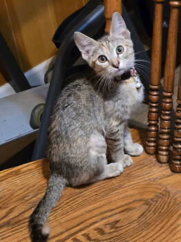 Rescue Tabby Cats for Adoption in Napa, California - Gracie | PetCurious