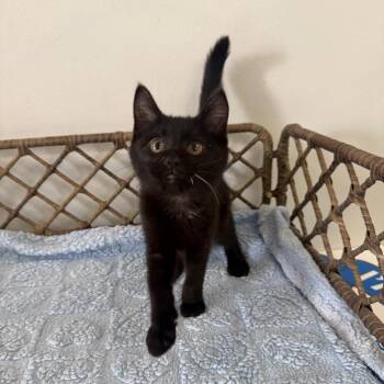 Mochi -  Domestic Short Hair Cat for Adoption in Houston, Texas - Mochi | PetCurious
