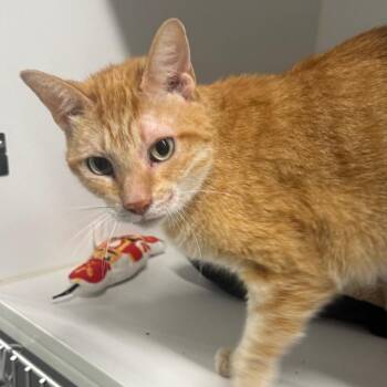 Steve Irwin -  Domestic Short Hair Cat for Adoption in Dearborn, Michigan - Steve Irwin | PetCurious