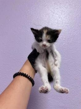 61237436 -  Domestic Short Hair Cat for Adoption in El Paso, Texas - 61237436 | PetCurious