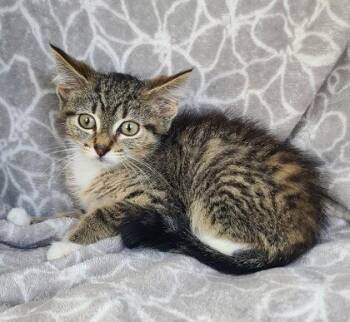 7127 (Knox) -  Domestic Short Hair Cat for Adoption in Lake City, Michigan - 7127 (Knox) | PetCurious