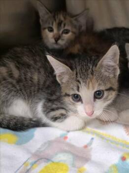 OTTER -  Domestic Short Hair Cat for Adoption in Derwood, Maryland - OTTER | PetCurious