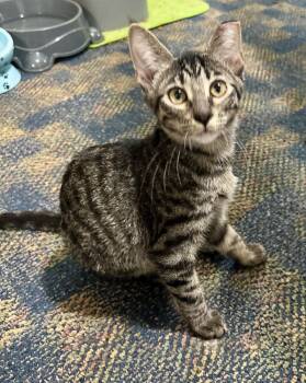 Rescue Domestic Short Hair Cats for Adoption in Emporia, Kansas - Eddie | PetCurious