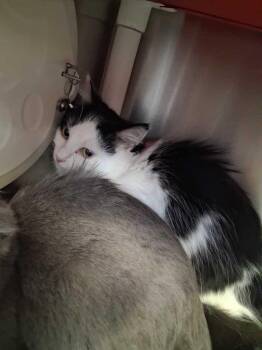 Maybelline -  Domestic Short Hair Cat for Adoption in Cincinnati, Ohio - Maybelline | PetCurious