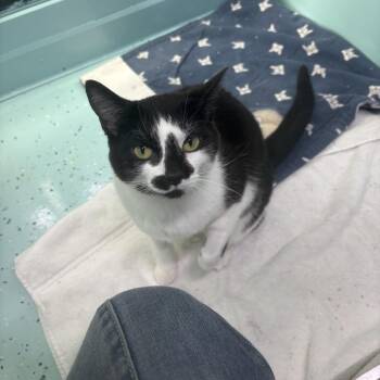 Domestic Short Hair Cats Available for Adoption in Victoria, British Columbia - Bliss | PetCurious