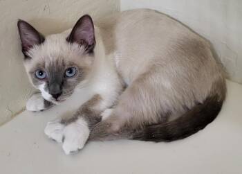 Mercedes Parc-Fermé -  Domestic Short Hair and Siamese Cat for Adoption in Chandler, Arizona - Mercedes Parc-Fermé | PetCurious
