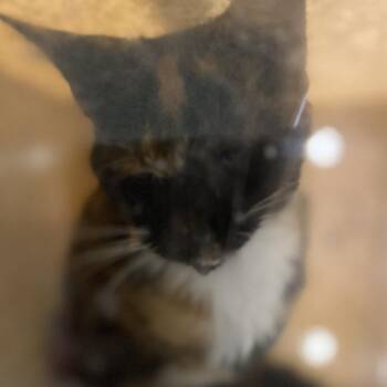 72825 -  Domestic Short Hair Cat for Adoption in Harrisonburg, Virginia - 72825 | PetCurious