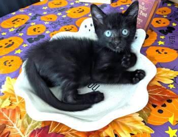 Zeus (A143464) -  Domestic Short Hair Cat for Adoption in Burbank, California - Zeus (A143464) | PetCurious