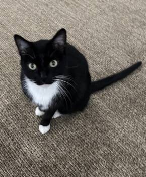 Domestic Short Hair Cats Available for Adoption - PEANUT | PetCurious