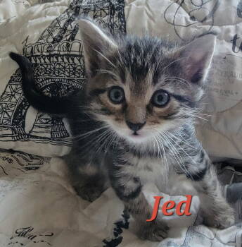 Rescue Domestic Short Hair Cats for Adoption in Williamsburg, Iowa - Jed (Available 12/12/25) | PetCurious