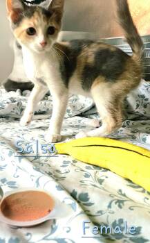 Salsa -  Domestic Short Hair and Calico Cat for Adoption in Morehead, Kentucky - Salsa | PetCurious