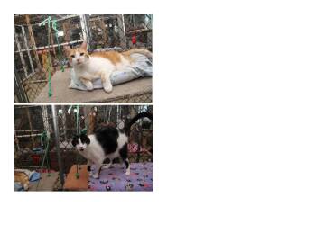 Rescue American Shorthair Cats for Adoption in Harrisville, Utah - PETER AND OREO | PetCurious