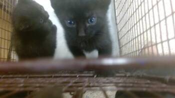 Domestic Short Hair Cats Available for Adoption - PACO | PetCurious