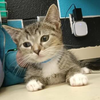 Domestic Short Hair Cats Available for Adoption in Ardmore, Oklahoma - Boots | PetCurious