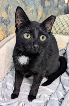 Rescue Domestic Short Hair Cats for Adoption in Cary, North Carolina - Can Of Tuna | PetCurious