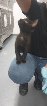 Porcupine -  Domestic Short Hair Cat for Adoption in North Miami Beach, Florida - Porcupine | PetCurious
