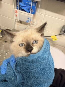 Jaeger -  Domestic Short Hair Cat for Adoption in Fruit Heights, Utah - Jaeger | PetCurious