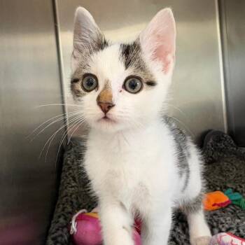Kacey -  Domestic Short Hair Cat for Adoption in East Hampton, New York - Kacey | PetCurious