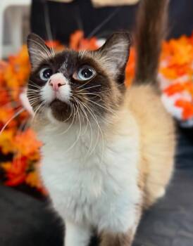 Samara -  Domestic Medium Hair Cat for Adoption in Battle Creek, Michigan - Samara | PetCurious