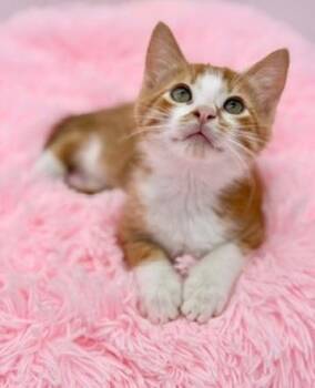 Domestic Short Hair Cats Available for Adoption in Covington, Louisiana - Forsythia | PetCurious