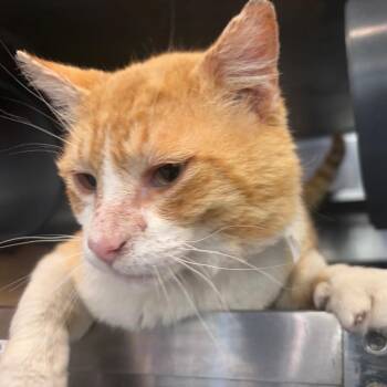 Brownie -  Domestic Short Hair Cat for Adoption in Chicago, Illinois - Brownie | PetCurious