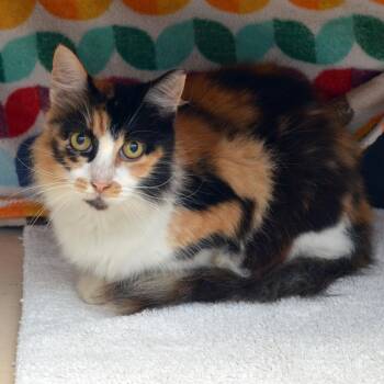 Puppie -  Domestic Medium Hair Cat for Adoption in Sanford, Florida - Puppie | PetCurious