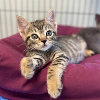 Rawlings -  Domestic Short Hair Cat for Adoption in Chesapeake, Virginia - Rawlings | PetCurious