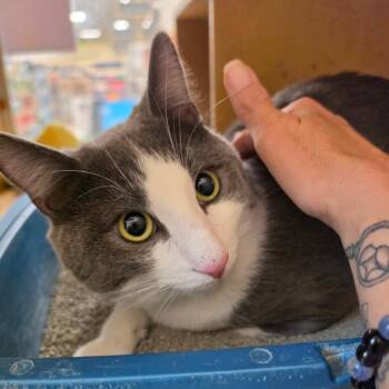 Josh fka Nick -  American Shorthair Cat for Adoption in Newcastle, Oklahoma - Josh Fka Nick | PetCurious
