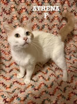 Athena -  Domestic Short Hair Cat Available for Adoption in Plumerville, Arkansas - Athena | PetCurious