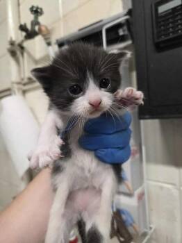 Rescue Domestic Short Hair Cats for Adoption in Fruit Heights, Utah - Radish | PetCurious