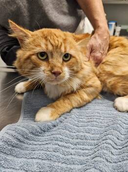 Reuben -  Domestic Medium Hair Cat for Adoption in Bloomington, Indiana - Reuben | PetCurious