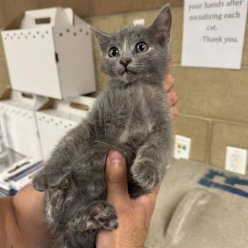 Domestic Short Hair Cats Available for Adoption - BUBBLES | PetCurious