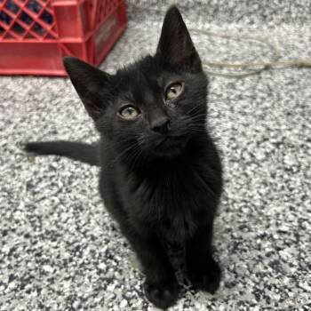 Pebble -  Domestic Short Hair Cat for Adoption in St. Louis, Missouri - Pebble | PetCurious