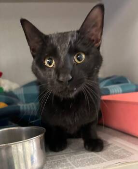 Domestic Short Hair Cats Available for Adoption - Corbin | PetCurious