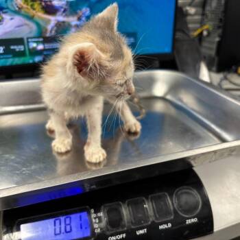 Tionne Watkins -  Domestic Short Hair Cat for Adoption in Saint Joseph, Missouri - Tionne Watkins | PetCurious