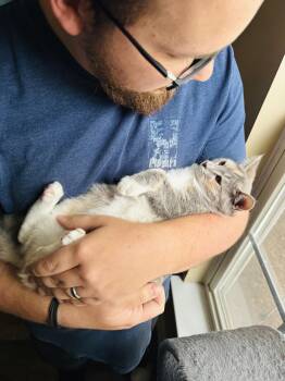 Corn -  Tortoiseshell and Domestic Short Hair Cat for Adoption in Mooresville, North Carolina - Corn | PetCurious