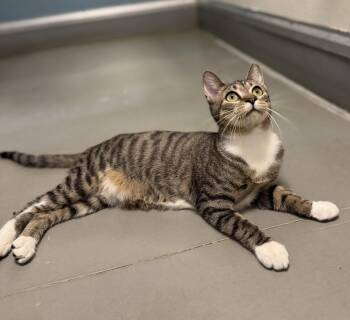 Domestic Short Hair Cats Available for Adoption in Eagle, Colorado - Samantha | PetCurious
