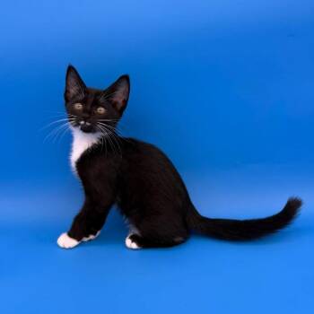 Marion -  Domestic Short Hair Cat for Adoption in Plainfield, Illinois - Marion | PetCurious