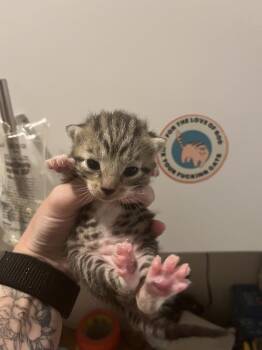 Rhythm -  Domestic Short Hair and Tabby Cat for Adoption in Emerald Isle, North Carolina - Rhythm | PetCurious