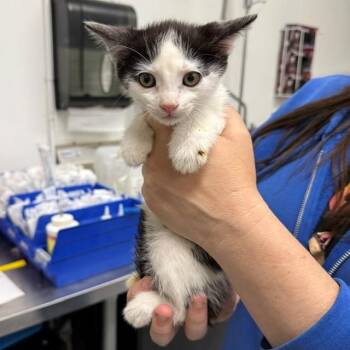 A887263 -  Domestic Short Hair Cat for Adoption in Camarillo, California - A887263 | PetCurious