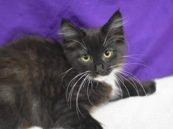 Sparks -  Domestic Medium Hair Cat for Adoption in Portland, Oregon - Sparks | PetCurious