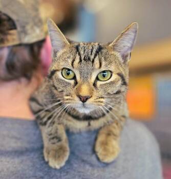 Travis -  Tabby Cat for Adoption in Oak Ridge, Tennessee - Travis | PetCurious