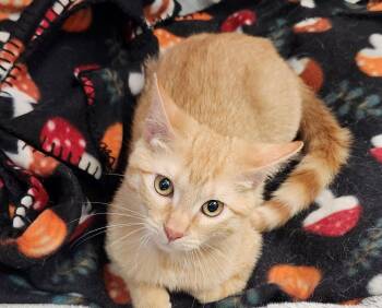 American Shorthair and Tabby Cats Available for Adoption - Otto | PetCurious