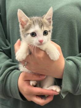 Cora -  Domestic Short Hair Cat for Adoption in Sorrento, Louisiana - Cora | PetCurious