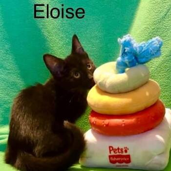 Eloise -  Bombay and Domestic Short Hair Cat for Adoption in Wyandotte, Michigan - Eloise | PetCurious